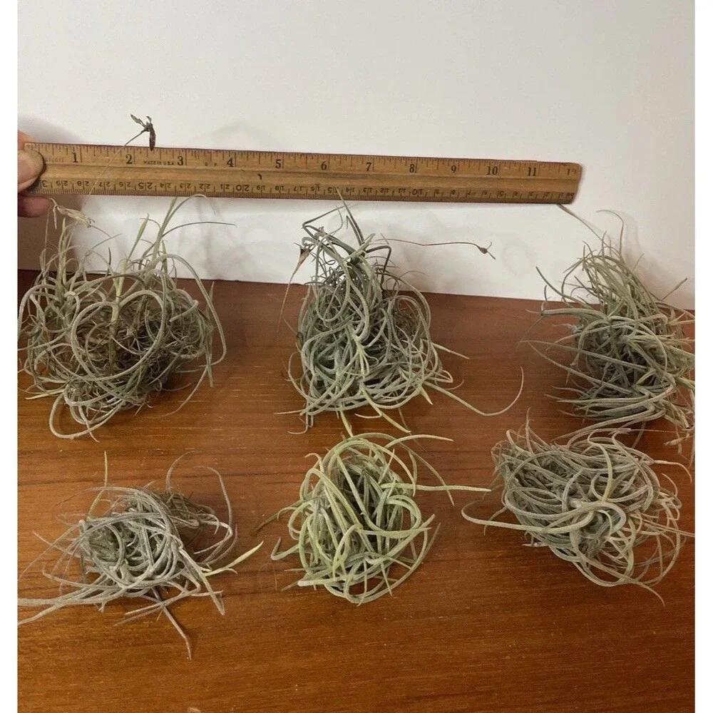 Air Plant Live Lot Tillandsia Recurvata 6 Clusters Ball Moss Wild Decor